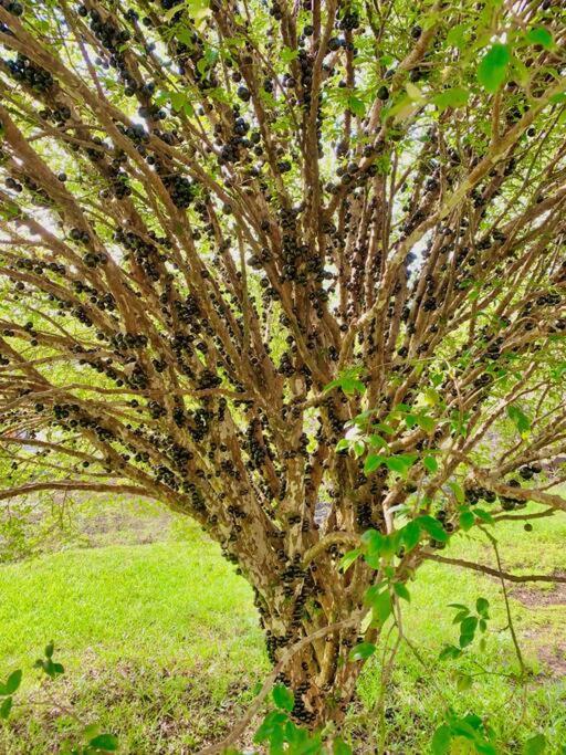 Puna Zen Botanical Garden Retreat 키아우 외부 사진