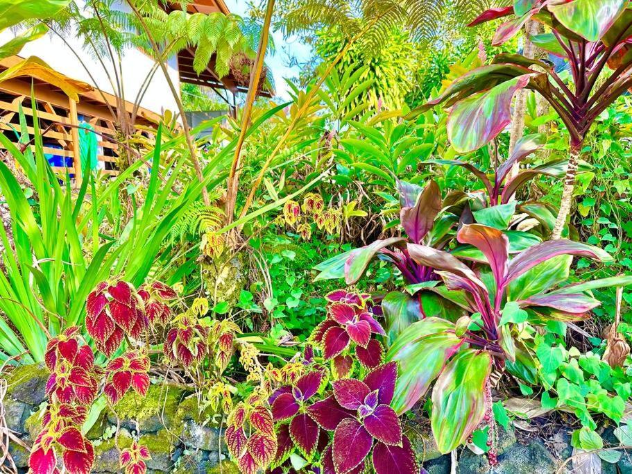 Puna Zen Botanical Garden Retreat 키아우 외부 사진